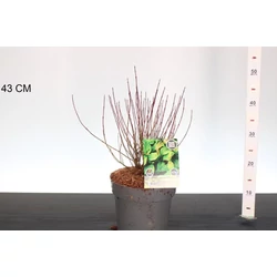 Törpe som CORNUS SERICEA KELSEYI 30/40 K4,6
