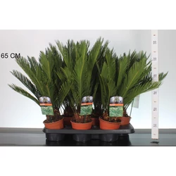 Szágópálma CYCAS REVOLUTA 30/35 CS14