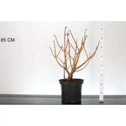 Papírcserje     EDGEWORTHIA CHRYSANTHA GRANDIFLORA 60/70 K10