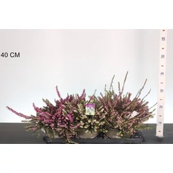 Alpesi hanga     ERICA DARLEYENSIS 15CM CS15