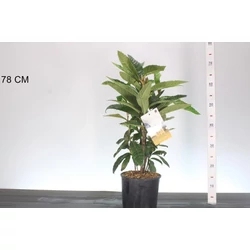 Japán naspolya ERIOBOTRYA JAPONICA 30/45 CS20