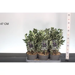 Japán kecskerágó  EUONYMUS JAPONICUS KATHY 20/30 CS15