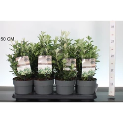 Japán kecskerágó  EUONYMUS JAPONICUS PIERROLINO 20CM CS15
