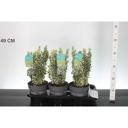 Japán kecskerágó  EUONYMUS JAPONICUS WHITE SPIRE 25/30 K2