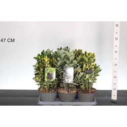 Kecskerágó    EUONYMUS FAJTÁK 20/25 CS15