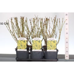 Aranyvessző  FORSYTHIA INTERMEDIA GOLDRAUSCH 40/+ K2