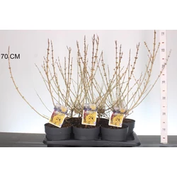 Aranyvessző  FORSYTHIA INTERMEDIA MIKADOR 25/35 K2