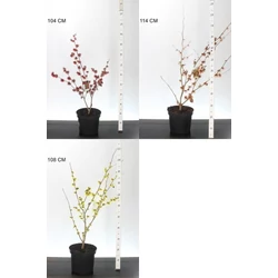 Varázsmogyoró    HAMAMELIS FAJTÁK 60/80 K7,5