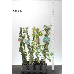 Közönséges borostyán HEDERA FAJTÁK 80/100 K2