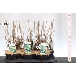 Cserjés hortenzia   HYDRANGEA ARBORESCENS ANNABELLE 40/+ CS17