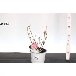 Cserjés hortenzia   HYDRANGEA ARBORESCENS PINK ANNABELLE 30/40 K3