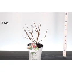 Bugás hortenzia     HYDRANGEA PANICULATA LITTLE LIME PUNCH 30/40 K5