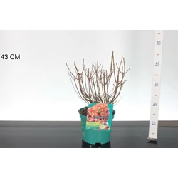Bugás hortenzia     HYDRANGEA PANICULATA PETITE CHERRY 25/30 K3