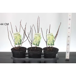 Bugás hortenzia     HYDRANGEA PANICULATA SILVER DOLLAR 30/40 CS19