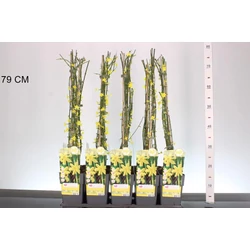 Téli jázmin    JASMINUM NUDIFLORUM 60/70 CS15