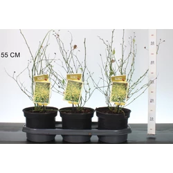 Teltvirágú boglárkacserje  KERRIA JAPONICA PLENIFLORA 30/40 CS19