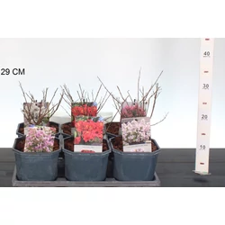 Kínai selyemmirtusz     LAGERSTROEMIA INDICA FAJTÁK 25CM K2