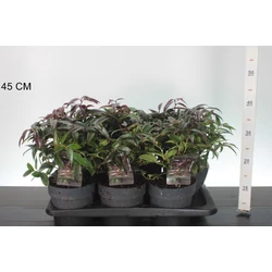 Fürtös hanga     LEUCOTHOE CARINELLA 25/30 K2