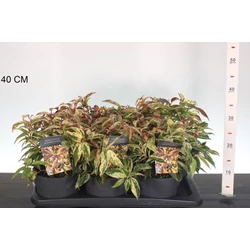 Fürtös hanga     LEUCOTHOE FONTANESIA RAINBOW 25/30 K2