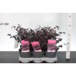 Kínai rojtosvirág  LOROPETALUM CHINENSE BLACK PEARL 20/25 CS15