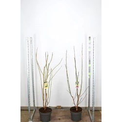 Liliomfa     MAGNOLIA FAJTÁK 80/90 K7,5