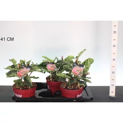 Örökzöld korallberkenye  PHOTINIA FRASERI PINK CRISPY 20/30 K2