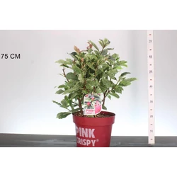 Örökzöld korallberkenye  PHOTINIA FRASERI PINK CRISPY 40/60 K10
