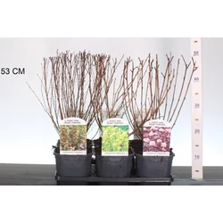 Hólyagvessző     PHYSOCARPUS OPULIFOLIUS FAJTÁK 40/+ K2