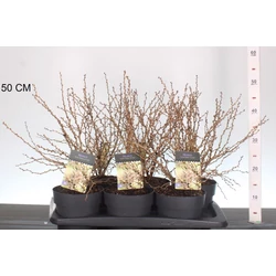 Fuji díszcseresznye    PRUNUS INCISA KOJOU-NO-MAI 25/35 CS17