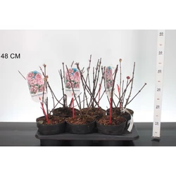 Kikeleti bangita    VIBURNUM BODNANTENSE CHARLES LAMONT 30/+ K2