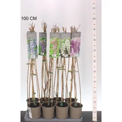 Lilaakác     WISTERIA FAJTÁK 80/100 K2