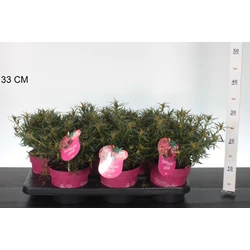 Japán azálea    AZALEA STARSTYLE PINK 20/30 CS15