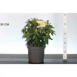 Havasszépe    RHODODENDRON GOLDKRONE 30/40 K5
