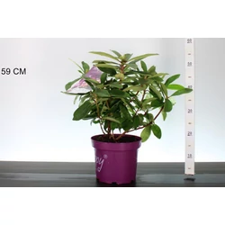 Havasszépe    RHODODENDRON HAPPYDENDRON PUSHYPURPLE 40/45 K5