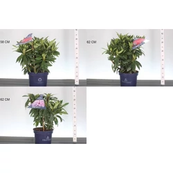 Havasszépe    RHODODENDRON XXL 50/60 K5