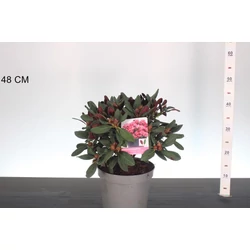 Havasszépe    RHODODENDRON WINE AND ROSES 30/35 K5