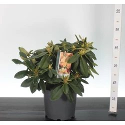 Havasszépe    RHODODENDRON YAKUSHIMANUM GOLDEN TORCH 30/+ K5