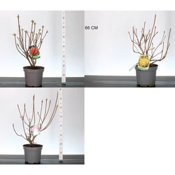 Havasszépe    AZALEA KNAPHILL MIX 40CM K5