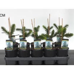 Chilei fenyő  ARAUCARIA ARAUCANA 15/20 K1