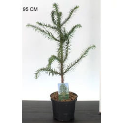 Chilei fenyő  ARAUCARIA ARAUCANA 60/70 K5