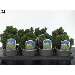 Hinoki hamisciprus     CHAMAECYPARIS OBTUSA NANA GRACILIS 10/12 CS13