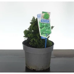 Hinoki hamisciprus    CHAMAECYPARIS OBTUSA NANA GRACILIS 20/25 CS19