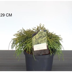 Aranyszínű szavára hamisciprus  CHAMAECYPARIS PISIFERA SUNGOLD 25/30 K2,5