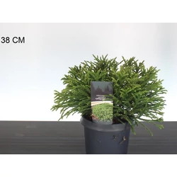 Törpe japán szugifenyő   CRYPTOMERIA JAPONICA LITTLE SONJA 20/25 K3