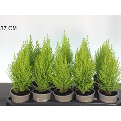 Arany monterey ciprus CUPRESSUS MACROCARPA WILMA 25/30 CS11