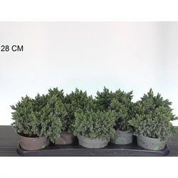 Himalájai törpe boróka  JUNIPERUS SQUAMATA BLUE STAR 15/20 CS13
