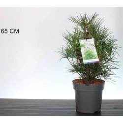 Japán ernyőfenyő SCIADOPITYS VERTICILLATA 40CM K5