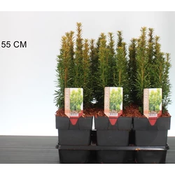 Arany oszlopos tiszafa   TAXUS BACCATA DAVID 20/25 K2,5