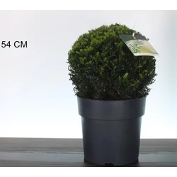 Közönséges tiszafa    TAXUS BACCATA HÖPKENS GIGANT GÖMB 30/35 K10
