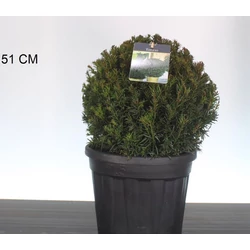 Oszlopos tiszafa   TAXUS MEDIA GROENLAND GÖMB 30/35 CS26